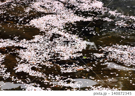 川に浮かぶ桜の花びら 川に浮かぶ桜の花びら 140872345