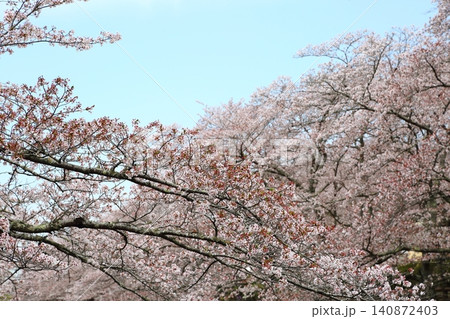 七谷川桜公園 七谷川桜公園 140872403