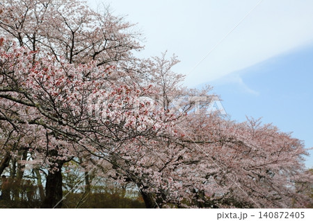 七谷川桜公園 七谷川桜公園 140872405