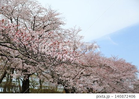 七谷川桜公園 七谷川桜公園 140872406