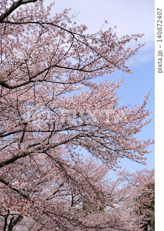 七谷川桜公園 七谷川桜公園 140872407