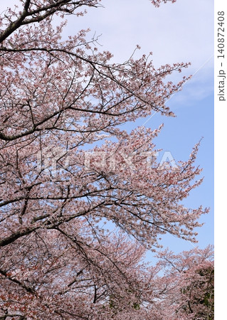 七谷川桜公園 七谷川桜公園 140872408