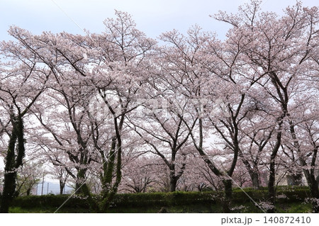 七谷川桜公園 七谷川桜公園 140872410