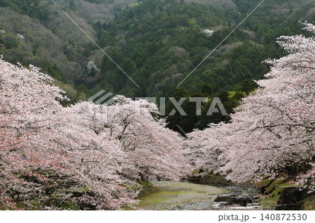 七谷川桜公園 七谷川桜公園 140872530
