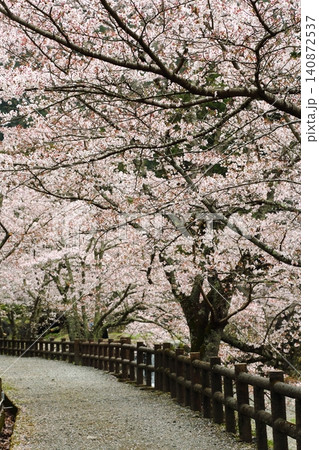 七谷川桜公園 七谷川桜公園 140872537