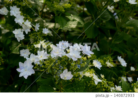 紫陽花の花 紫陽花の花 140872933