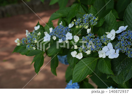 紫陽花の花 紫陽花の花 140872937