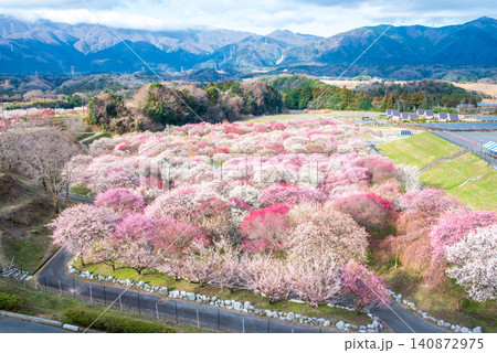 いなべ市梅林公園「梅まつり」《三重県 いなべ市 いなべ市農業公園》 いなべ市梅林公園「梅まつり」《三重県 いなべ市 いなべ市農業公園》 140872975