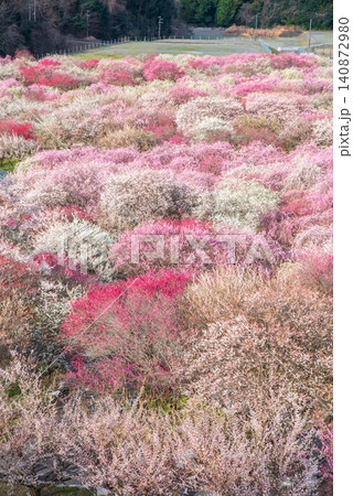 いなべ市梅林公園「梅まつり」《三重県 いなべ市 いなべ市農業公園》 いなべ市梅林公園「梅まつり」《三重県 いなべ市 いなべ市農業公園》 140872980