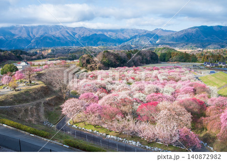 いなべ市梅林公園「梅まつり」《三重県 いなべ市 いなべ市農業公園》 140872982