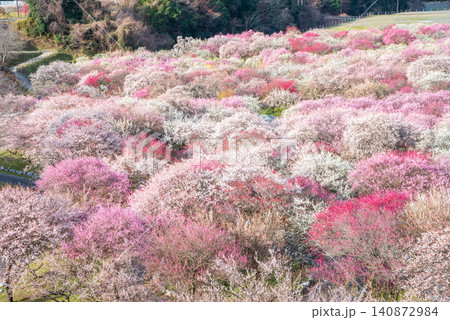 いなべ市梅林公園「梅まつり」《三重県 いなべ市 いなべ市農業公園》 いなべ市梅林公園「梅まつり」《三重県 いなべ市 いなべ市農業公園》 140872984
