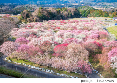いなべ市梅林公園「梅まつり」《三重県 いなべ市 いなべ市農業公園》 いなべ市梅林公園「梅まつり」《三重県 いなべ市 いなべ市農業公園》 140872989