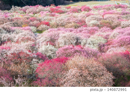 いなべ市梅林公園「梅まつり」《三重県 いなべ市 いなべ市農業公園》 いなべ市梅林公園「梅まつり」《三重県 いなべ市 いなべ市農業公園》 140872991