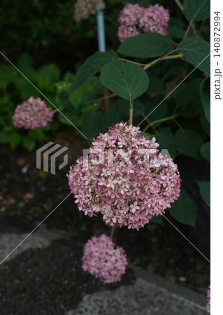 紫陽花の花 紫陽花の花 140872994