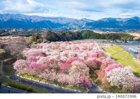 いなべ市梅林公園「梅まつり」《三重県 いなべ市 いなべ市農業公園》 いなべ市梅林公園「梅まつり」《三重県 いなべ市 いなべ市農業公園》 140872996