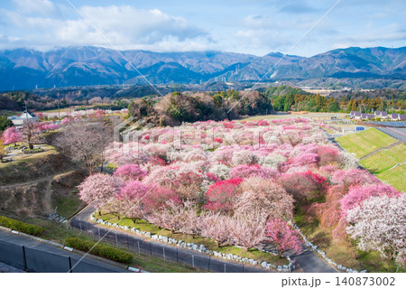 いなべ市梅林公園「梅まつり」《三重県 いなべ市 いなべ市農業公園》 いなべ市梅林公園「梅まつり」《三重県 いなべ市 いなべ市農業公園》 140873002
