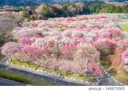 いなべ市梅林公園「梅まつり」《三重県 いなべ市 いなべ市農業公園》 いなべ市梅林公園「梅まつり」《三重県 いなべ市 いなべ市農業公園》 140873005