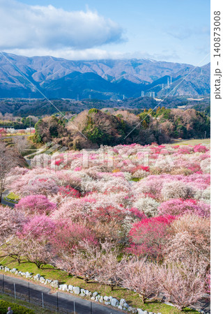 いなべ市梅林公園「梅まつり」《三重県 いなべ市 いなべ市農業公園》 いなべ市梅林公園「梅まつり」《三重県 いなべ市 いなべ市農業公園》 140873008