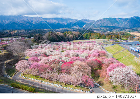 いなべ市梅林公園「梅まつり」《三重県 いなべ市 いなべ市農業公園》 いなべ市梅林公園「梅まつり」《三重県 いなべ市 いなべ市農業公園》 140873017