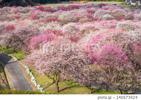 いなべ市梅林公園「梅まつり」《三重県 いなべ市 いなべ市農業公園》 いなべ市梅林公園「梅まつり」《三重県 いなべ市 いなべ市農業公園》 140873024