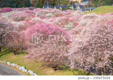 いなべ市梅林公園「梅まつり」《三重県 いなべ市 いなべ市農業公園》 いなべ市梅林公園「梅まつり」《三重県 いなべ市 いなべ市農業公園》 140873026