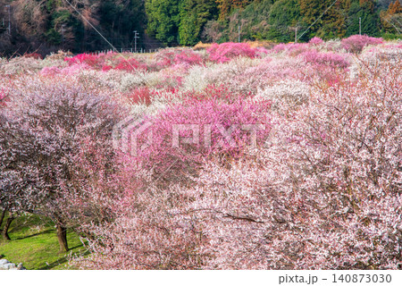 いなべ市梅林公園「梅まつり」《三重県 いなべ市 いなべ市農業公園》 140873030
