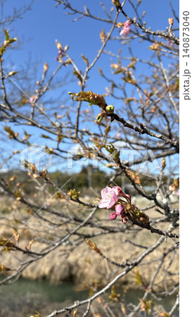 青空の下で春の始まりを知らせる柔らかな河津桜のつぼみと花と新芽 140873040