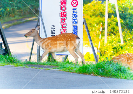 餌を探しに一般道を歩くエゾシカ　 140873122