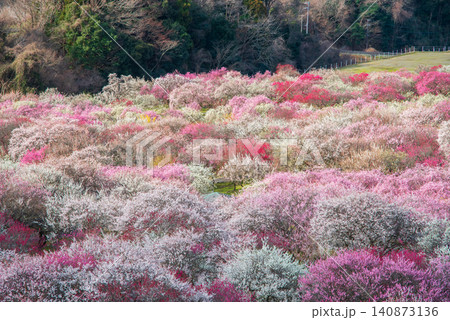 いなべ市梅林公園「梅まつり」《三重県 いなべ市 いなべ市農業公園》 140873136