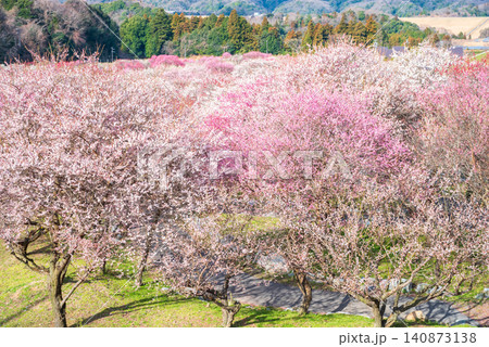 いなべ市梅林公園「梅まつり」《三重県 いなべ市 いなべ市農業公園》 いなべ市梅林公園「梅まつり」《三重県 いなべ市 いなべ市農業公園》 140873138