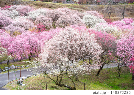 いなべ市梅林公園「梅まつり」《三重県 いなべ市 いなべ市農業公園》 いなべ市梅林公園「梅まつり」《三重県 いなべ市 いなべ市農業公園》 140873286
