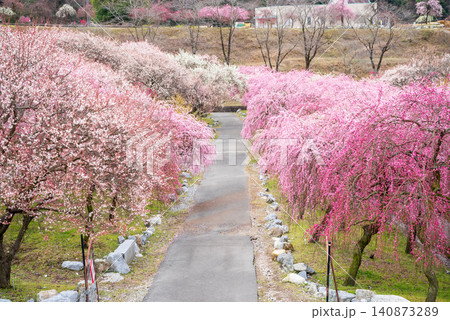いなべ市梅林公園「梅まつり」《三重県 いなべ市 いなべ市農業公園》 140873289