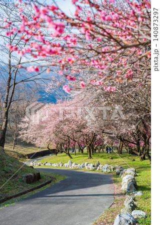 いなべ市梅林公園「梅まつり」《三重県 いなべ市 いなべ市農業公園》 いなべ市梅林公園「梅まつり」《三重県 いなべ市 いなべ市農業公園》 140873297