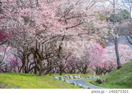 いなべ市梅林公園「梅まつり」《三重県 いなべ市 いなべ市農業公園》 いなべ市梅林公園「梅まつり」《三重県 いなべ市 いなべ市農業公園》 140873301