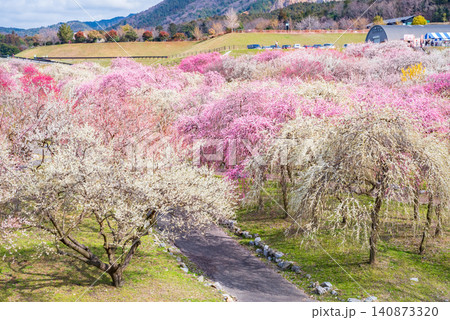 いなべ市梅林公園「梅まつり」《三重県 いなべ市 いなべ市農業公園》 140873320