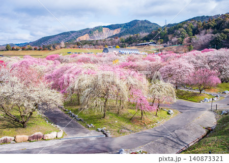 いなべ市梅林公園「梅まつり」《三重県 いなべ市 いなべ市農業公園》 140873321