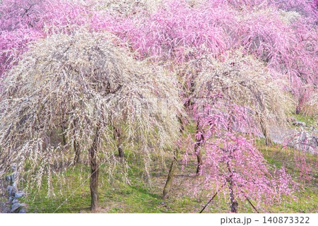 いなべ市梅林公園「梅まつり」《三重県 いなべ市 いなべ市農業公園》 いなべ市梅林公園「梅まつり」《三重県 いなべ市 いなべ市農業公園》 140873322