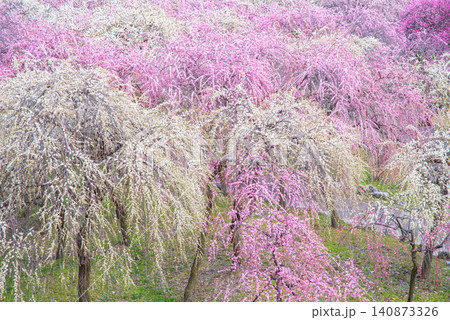 いなべ市梅林公園「梅まつり」《三重県 いなべ市 いなべ市農業公園》 いなべ市梅林公園「梅まつり」《三重県 いなべ市 いなべ市農業公園》 140873326
