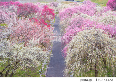 いなべ市梅林公園「梅まつり」《三重県 いなべ市 いなべ市農業公園》 いなべ市梅林公園「梅まつり」《三重県 いなべ市 いなべ市農業公園》 140873328