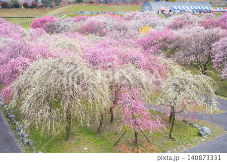 いなべ市梅林公園「梅まつり」《三重県 いなべ市 いなべ市農業公園》 いなべ市梅林公園「梅まつり」《三重県 いなべ市 いなべ市農業公園》 140873331
