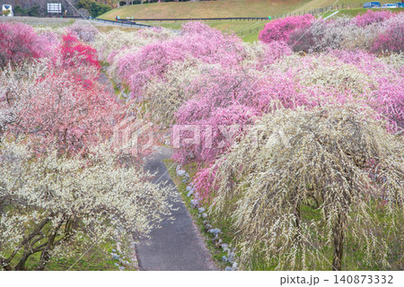 いなべ市梅林公園「梅まつり」《三重県 いなべ市 いなべ市農業公園》 140873332