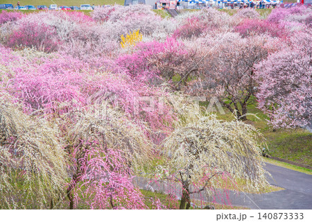いなべ市梅林公園「梅まつり」《三重県 いなべ市 いなべ市農業公園》 いなべ市梅林公園「梅まつり」《三重県 いなべ市 いなべ市農業公園》 140873333