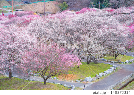 いなべ市梅林公園「梅まつり」《三重県 いなべ市 いなべ市農業公園》 いなべ市梅林公園「梅まつり」《三重県 いなべ市 いなべ市農業公園》 140873334