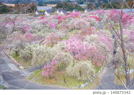 いなべ市梅林公園「梅まつり」《三重県 いなべ市 いなべ市農業公園》 いなべ市梅林公園「梅まつり」《三重県 いなべ市 いなべ市農業公園》 140873342