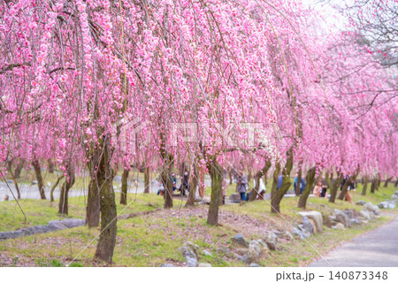 いなべ市梅林公園「梅まつり」《三重県 いなべ市 いなべ市農業公園》 いなべ市梅林公園「梅まつり」《三重県 いなべ市 いなべ市農業公園》 140873348
