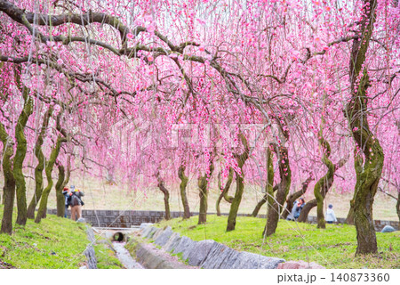 いなべ市梅林公園「梅まつり」《三重県 いなべ市 いなべ市農業公園》 いなべ市梅林公園「梅まつり」《三重県 いなべ市 いなべ市農業公園》 140873360