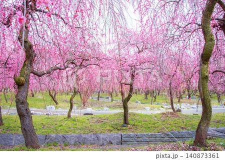 いなべ市梅林公園「梅まつり」《三重県 いなべ市 いなべ市農業公園》 いなべ市梅林公園「梅まつり」《三重県 いなべ市 いなべ市農業公園》 140873361