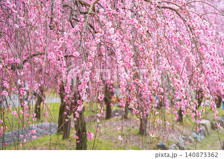 いなべ市梅林公園「梅まつり」《三重県 いなべ市 いなべ市農業公園》 いなべ市梅林公園「梅まつり」《三重県 いなべ市 いなべ市農業公園》 140873362