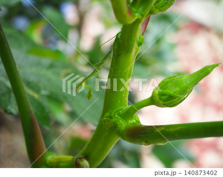 オクラの茎にいる小さなカマキリ オクラの茎にいる小さなカマキリ 140873402