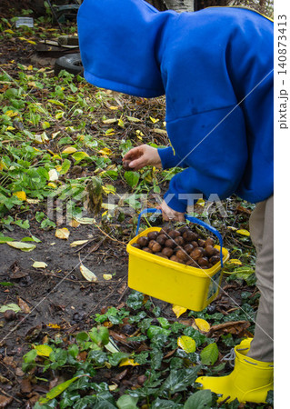 Woman in yellow rubber boots and blue hoodie gathering walnuts in the garden. Autumn harvesting. Women hands holding bucket full of wet nuts on ivy background. Healthy food concept. Gathering nuts Woman in yellow rubber boots and blue hoodie gathering walnuts in the garden. Autumn harvesting. Women hands holding bucket full of wet nuts on ivy background. Healthy food concept. Gathering nuts 140873413